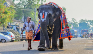 Assam's captive elephant Joymala