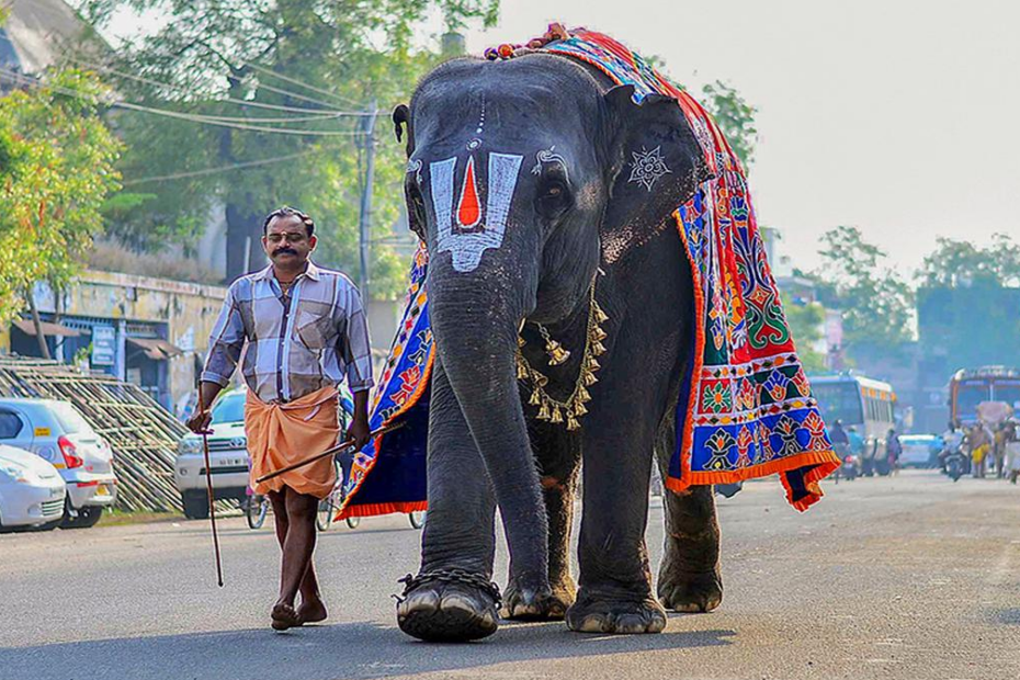 Assam's captive elephant Joymala