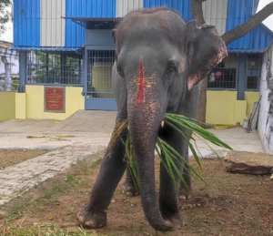 Joymala captive elephant